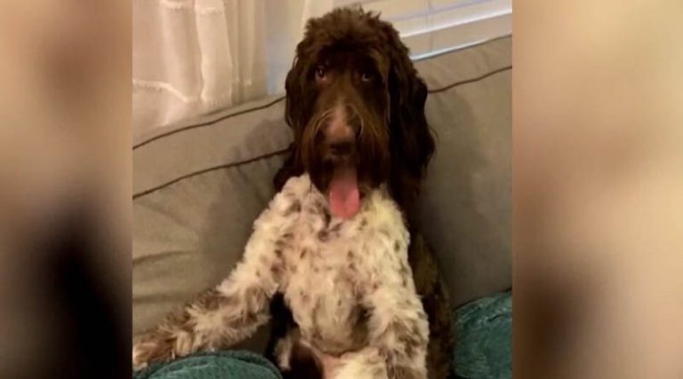 Σκύλος έφαγε 4.000 δολάρια! (βίντεο)