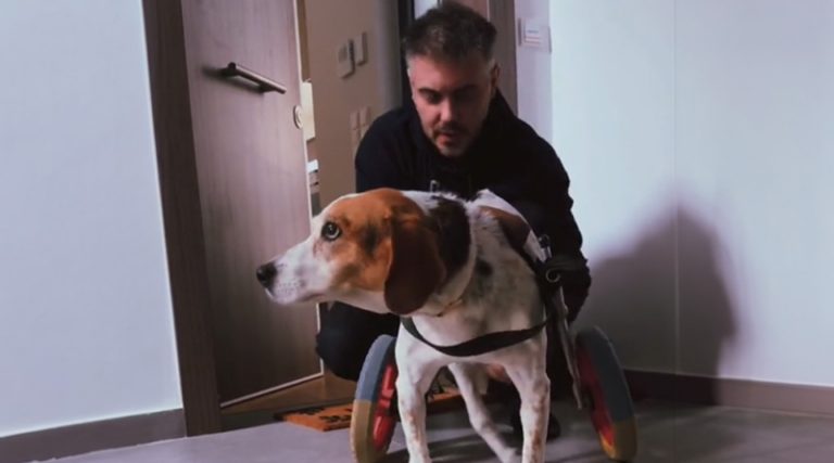Συγκινητικό βίντεο του Μιχάλη Χατζηγιάννη με την ανάπηρη σκυλίτσα του σε αμαξίδιο