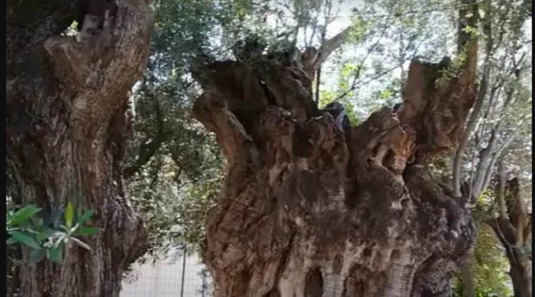 Το δέντρο ηλικίας 2.500 ετών που «είδε» τη Ναυμαχία της Σαλαμίνας! (βίντεο)