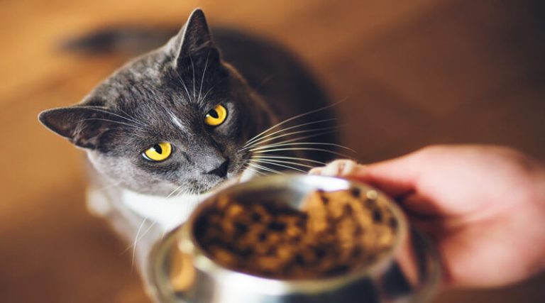 Τι πρέπει να προσέξετε πριν αγοράσετε μπολ τροφής και νερού για τη γάτα σας
