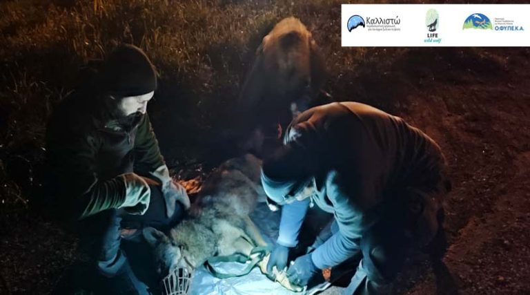 Αχαρνές: Επιτυχημένη επιχείρηση απομάκρυνσης λύκου από την Αμυγδαλέζα! (φωτό)