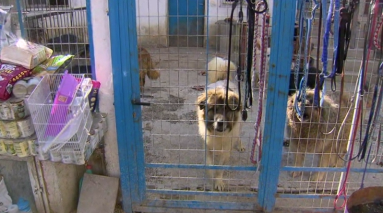 Ζούσε με 94 σκυλιά – Συνελήφθη η ιδιοκτήτρια