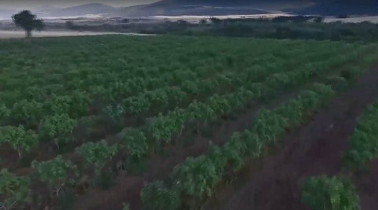 Πλούσια σε «καλούδια» η γη στο Μαρκόπουλο! (βίντεο)