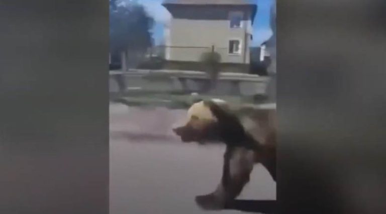 Αρκούδα έκανε βόλτες σε πόλη και έστειλε στο νοσοκομείο δύο άτομα! (βίντεο)