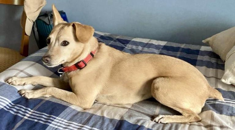 Ραφήνα: Κινητοποίηση για να βρεθεί το σκυλάκι του Αντιδημάρχου Γ. Δουβίτσα στην Καλλιτεχνούπολη! (φωτό)