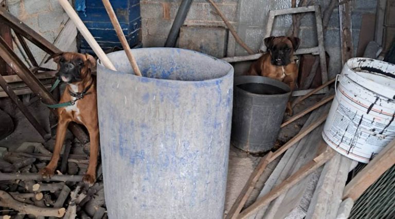 Παλλήνη: Αίσιο τέλος για την περιπέτεια δύο σκύλων – Μεγάλη επιχείρηση από τον Δήμο & την Αστυνομία! (φωτό)