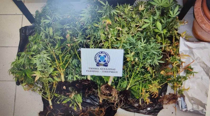 Στα χέρια των Αστυνομικών του Τ.Α Ραφήνας, 50χρονος που καλλιεργούσε δενδρύλλια κάνναβης σε σπίτι στην Αρτέμιδα! (φωτό)