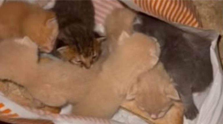 Μαρκόπουλο: Έσωσαν έξι γατάκια που τα πέταξαν στα σκουπίδια μέσα σε σακούλα σούπερ μάρκετ!