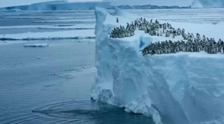 Εντυπωσιακό βίντεο: Mωρά πιγκουίνοι βουτάνε σε γκρεμό 15 μέτρων για το παρθενικό τους κολύμπι!