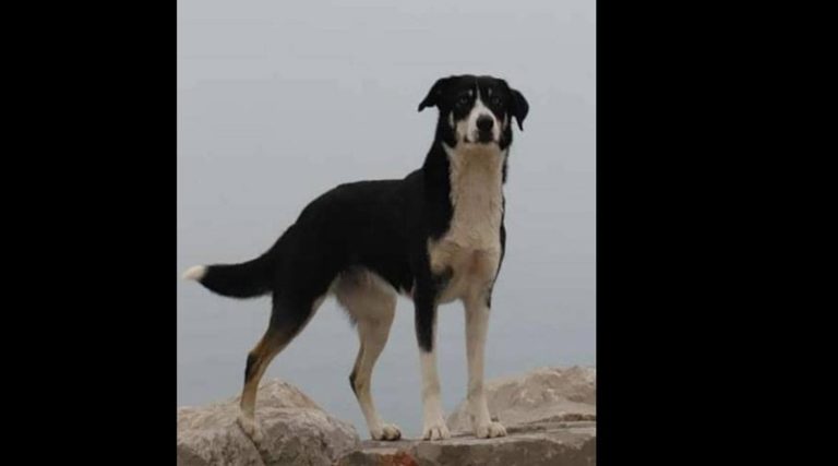 Απίστευτη ιστορία: Έχασε την σκυλίτσα του στον Έβρο και την βρήκε στην Σερβία!