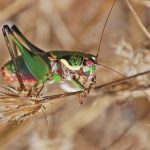 Η «ακρίδα του Κέκροπα» – Οδηγός ταξί ανακάλυψε νέο είδος εντόμου στην Αττική