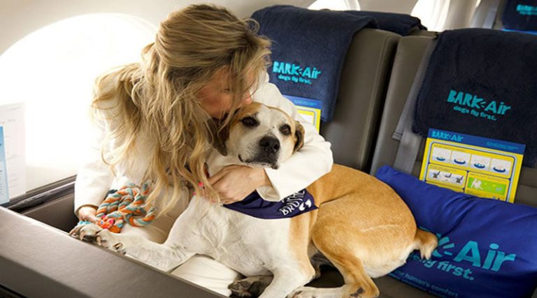 Bark Air: Η πρώτη αεροπορική εταιρεία για σκύλους είναι γεγονός