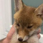 Θύμα τροχαίου μικρή αλεπού στην Χαλκιδική – Μεγάλη προσπάθεια για να σωθεί