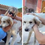 Μαρκόπουλο: Οι εννέα εθελόντριες που φροντίζουν αδέσποτα ζώα έχουν την ανάγκη μας