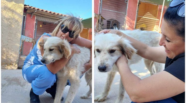 Μαρκόπουλο: Οι εννέα εθελόντριες που φροντίζουν αδέσποτα ζώα έχουν την ανάγκη μας