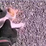 Μαρκόπουλο: Έσωσε γατάκι που ήταν χτυπημένο στον δρόμο! (βίντεο)