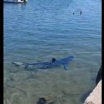 Καρχαρίας έκανε “βόλτες” στη Γλυφάδα! (βίντεο)