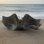 Κρανίο που ανήκει σε πλάσμα βάρους 40 τόνων ξεβράστηκε σε παραλία!