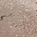 Τρόμος με φίδι που κολυμπούσε σε παραλία! (βίντεο)